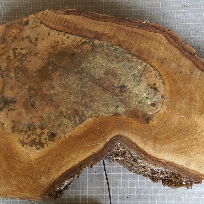 Nussbaum Baumscheibe, ca. 780 x 540 x 52 mm, 12952