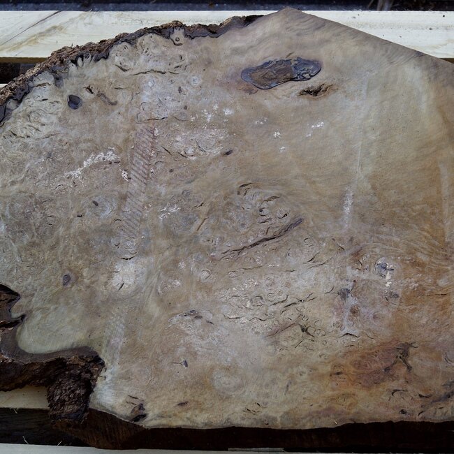 Laurel, Maserplatte, ca. 850 x 580 x 65 mm, 40554