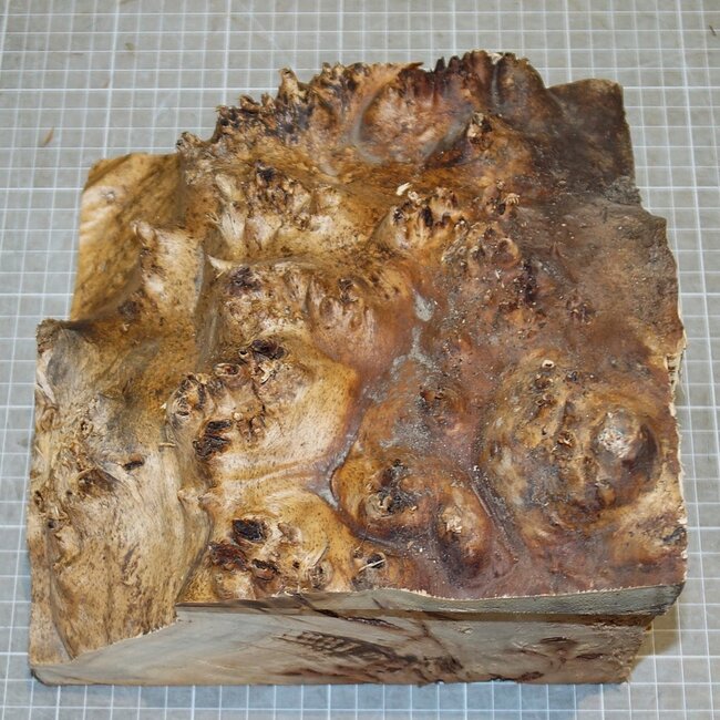 Pappel Maser, ca. 210 x 210 x 50-150mm, 2,0kg