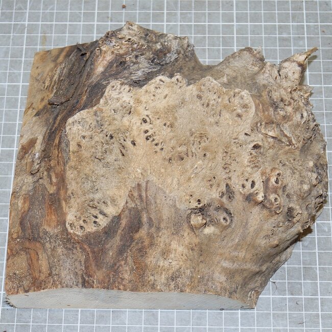 Pappel Maser, ca. 185 x 200 x 10-60mm, 0,7kg