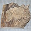 Pappel Maser, ca. 185 x 200 x 10-60mm, 0,7kg