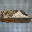 Pappel Maser, ca. 185 x 200 x 10-60mm, 0,7kg