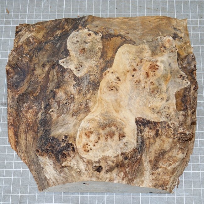 Pappel Maser, ca. 225 x 225 x 10-65mm, 1,1kg
