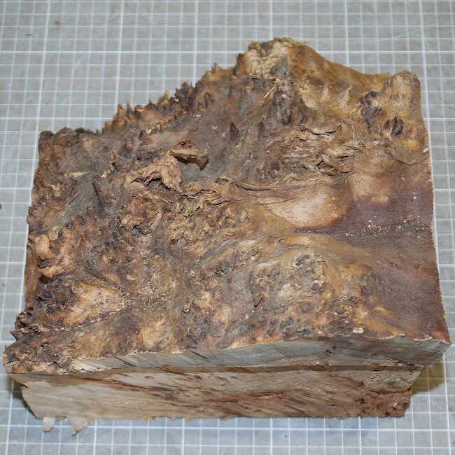 Pappel Maser, ca. 200 x 210 x 10-160mm, 2,1kg