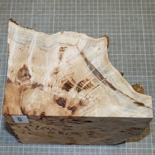 Pappel Maser, ca. 200 x 210 x 10-160mm, 2,1kg