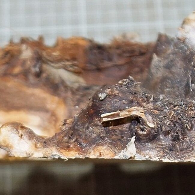 Poplar burl, approx. 225 x 400 x 10-60mm, 1,3kg