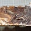 Pappel Maser, ca. 225 x 400 x 10-60mm, 1,3kg