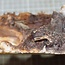Poplar burl, approx. 225 x 400 x 10-60mm, 1,3kg