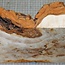Pappel Maser, ca. 365 x 245 x 10-40mm, 2,5kg