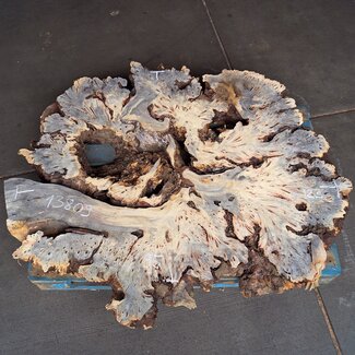Buckeye Maser Baumscheibe, ca. 1230 x 950 x 135 mm, 13809