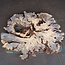 Buckeye Maser Baumscheibe, ca. 1230 x 950 x 135 mm, 13809