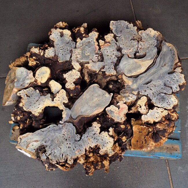 Buckeye Burl Slab, approx. 1230 x 950 x 135 mm, 13809