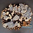 Buckeye Maser Baumscheibe, ca. 1230 x 950 x 135 mm, 13809