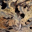 Buckeye Maser Baumscheibe, ca. 1480 x 1240 x 72 mm, 13811