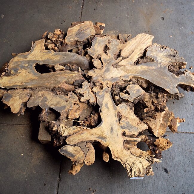 Buckeye Maser Baumscheibe, ca. 1480 x 1240 x 72 mm, 13811
