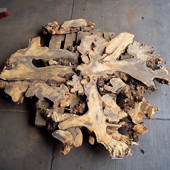 Buckeye Maser Baumscheibe, ca. 1480 x 1240 x 72 mm, 13811