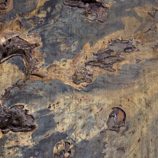 Buckeye Maser Baumscheibe, ca. 1850 x 1500 x 70-100 mm, 13812
