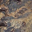 Buckeye Burl Slab, approx. 1850 x 1500 x 70-100 mm, 13812