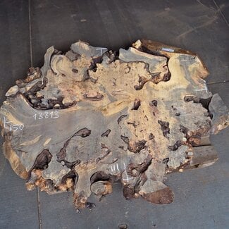 Buckeye Maser Baumscheibe, ca. 1500 x 1100 x 70 mm, 13813