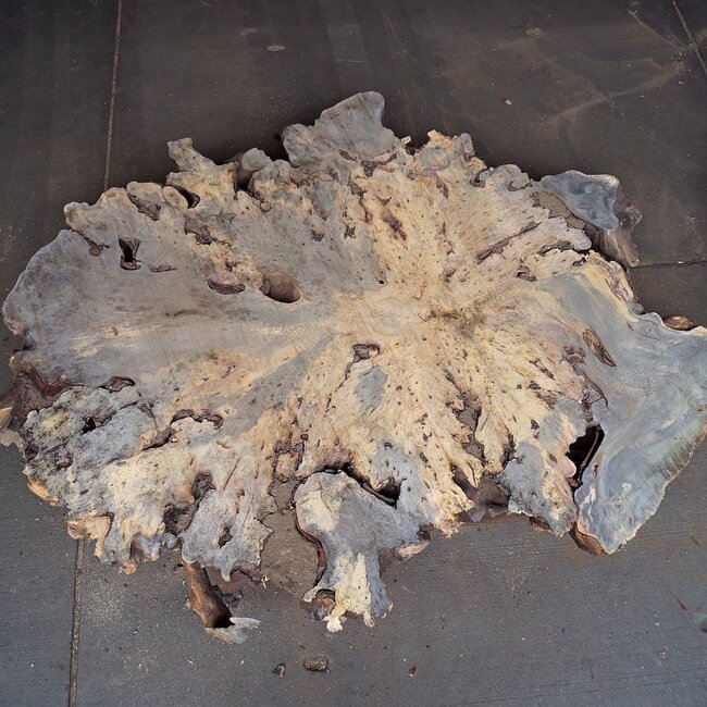 Buckeye Burl Slab, approx. 1500 x 1100 x 70 mm, 13813