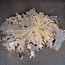 Buckeye Maser Baumscheibe, ca. 1500 x 1100 x 70 mm, 13813