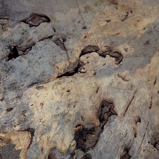 Buckeye Maser Baumscheibe, ca. 1500 x 1100 x 70 mm, 13813