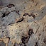 Buckeye Maser Baumscheibe, ca. 1500 x 1100 x 70 mm, 13813