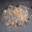 Buckeye Maser Baumscheibe, ca. 1400 x 1180 x 85-90 mm, 13814