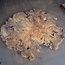 Buckeye Maser Baumscheibe, ca. 1400 x 1180 x 85-90 mm, 13814