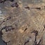 Buckeye Maser Baumscheibe, ca. 1400 x 1180 x 85-90 mm, 13814