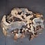 Buckeye Maser Baumscheibe, ca. 1450 x 1120 x 75 mm, 13815