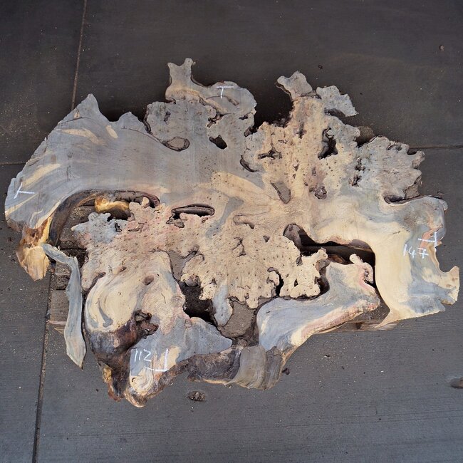 Buckeye Maser Baumscheibe, ca. 1450 x 1120 x 75 mm, 13815