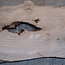 Kaukasischer Nussbaum, Tischplatte, ca. 2100 x 1250 x 45 mm, 13819