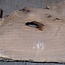Caucasian Walnut, table top, approx. 2150 x 1160 x 45 mm, 13821