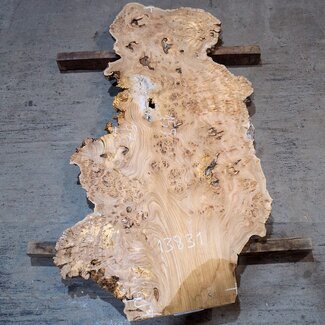 Kaukasische Rüster Maser, ca. 1550 x 570 x 35 mm, 13831