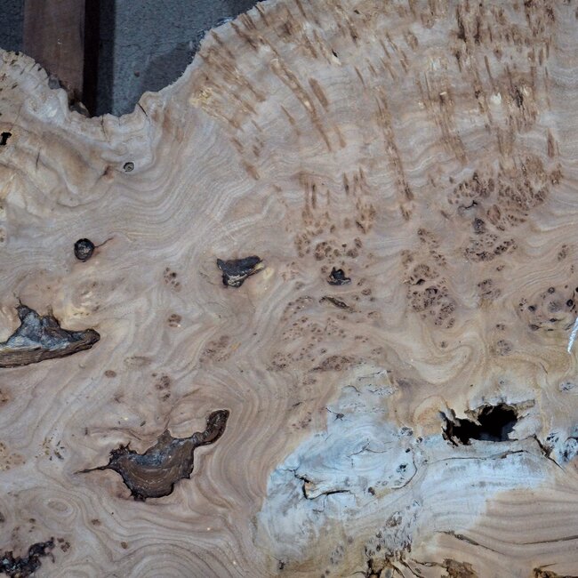 Caucasian Elm burl, approx. 1550 x 570 x 35 mm, 13831