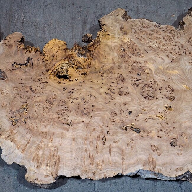 Kaukasische Rüster Maser, ca. 1550 x 570 x 35 mm, 13831