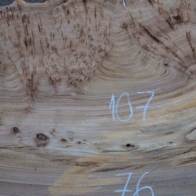 Caucasian Elm burl, approx. 1070 x 760 x 45 mm, 13832