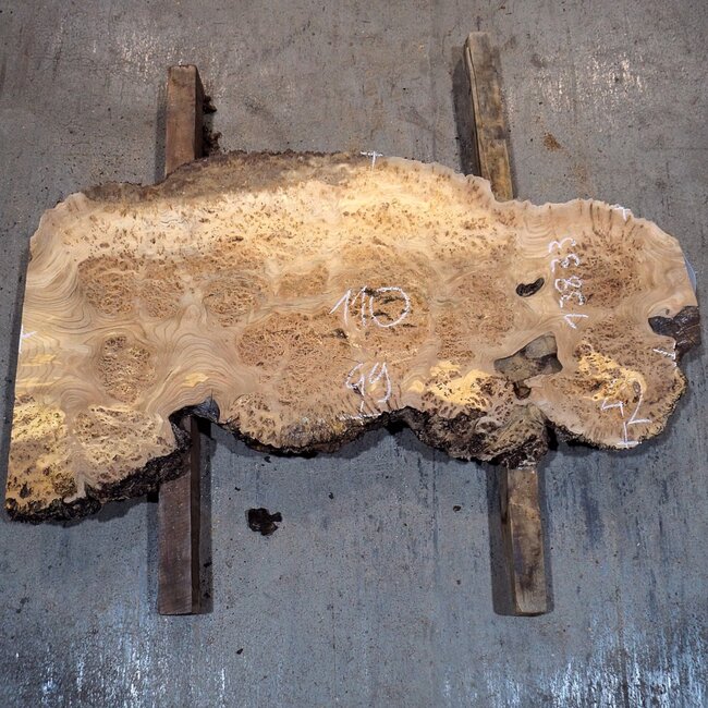 Kaukasische Rüster Maser, ca. 1100 x 440 x 45 mm, 13833