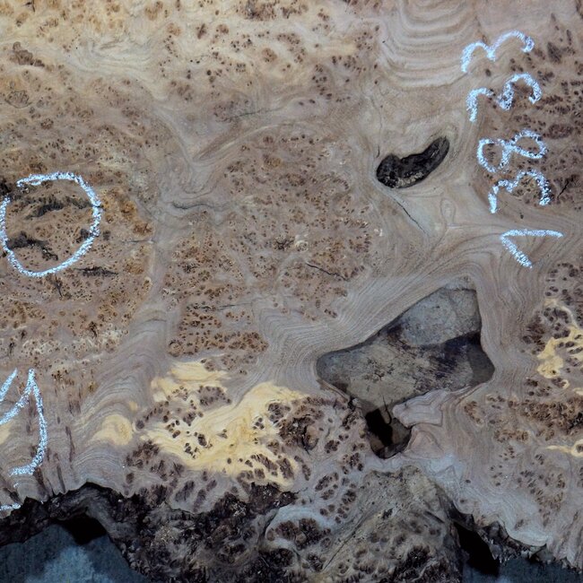 Kaukasische Rüster Maser, ca. 1100 x 440 x 45 mm, 13833