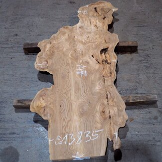 Kaukasische Rüster Maser, ca. 1450 x 630 x 35 mm, 13835
