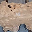 Caucasian Elm burl, approx. 1450 x 630 x 35 mm, 13835