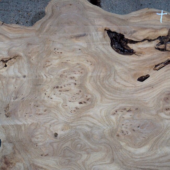 Caucasian Elm burl, approx. 1450 x 630 x 35 mm, 13835