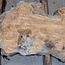 Kaukasische Rüster Maser, ca. 1450 x 630 x 35 mm, 13835