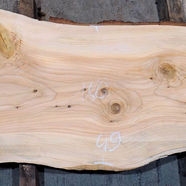 Lebanon Cedar, approx. 1800 x 490 x 45 mm, 13837
