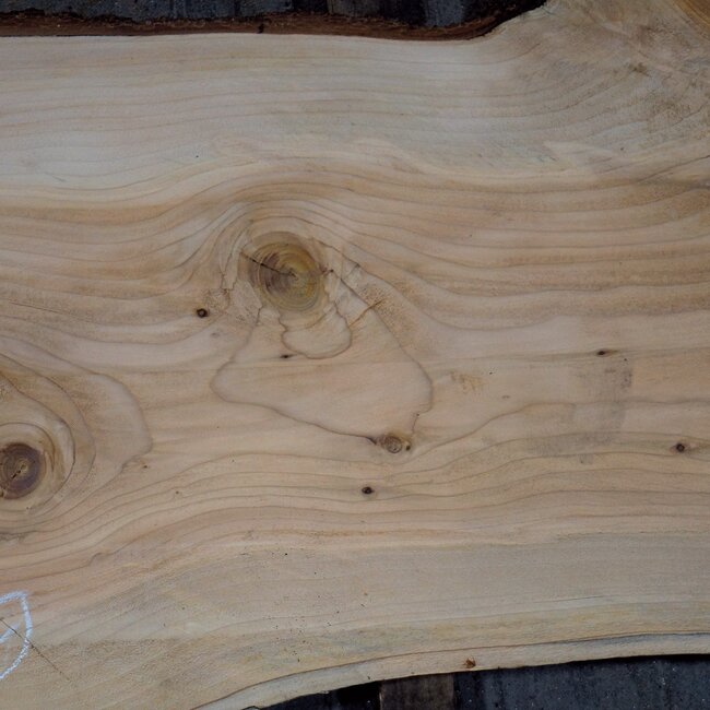 Lebanon Cedar, approx. 1800 x 490 x 45 mm, 13837