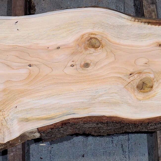 Libanon Zeder Bohle, ca. 1800 x 490 x 45 mm, 13837