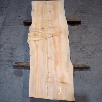 Libanon Zeder Bohle, ca. 1830 x 600 x 45 mm, 13839