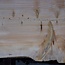 Lebanon Cedar, approx. 1830 x 600 x 45 mm, 13839