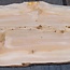 Libanon Zeder Bohle, ca. 1830 x 600 x 45 mm, 13839